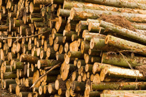 Over Biomassa, Actieve Bewoners en een Flapdrol